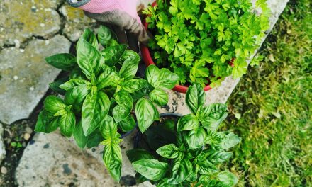 Beneficiile plantelor pe care le poti creste in propriul apartament